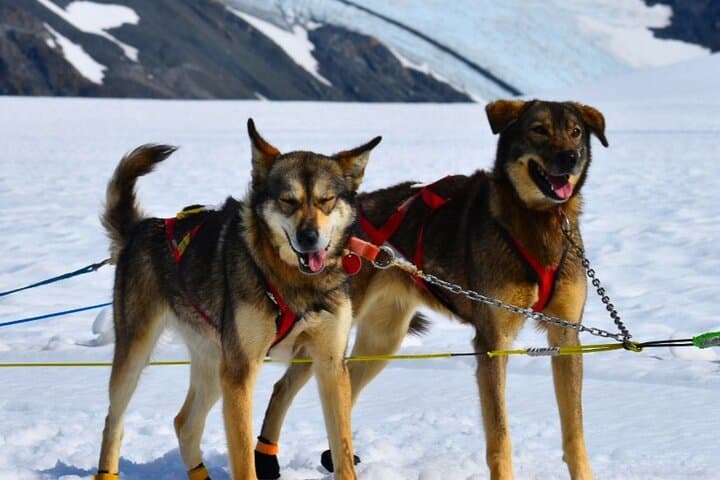 Winter Dog Sledding in Knik: Ride with Iditarod Mushers Near Anchorage photo 6