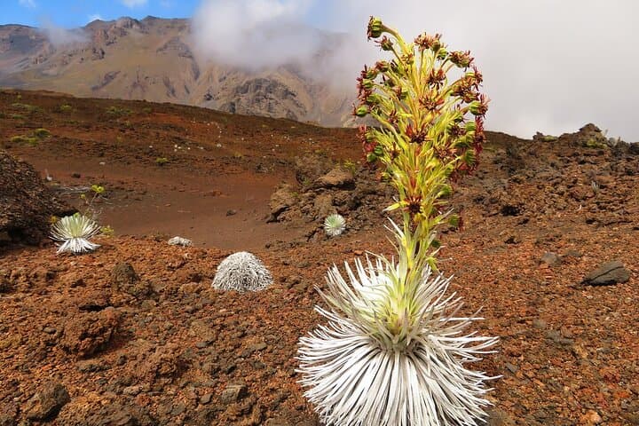 Haleakala Summit Self-Guided Bike Tour: 15 Miles Down Maui’s Volcano photo 5