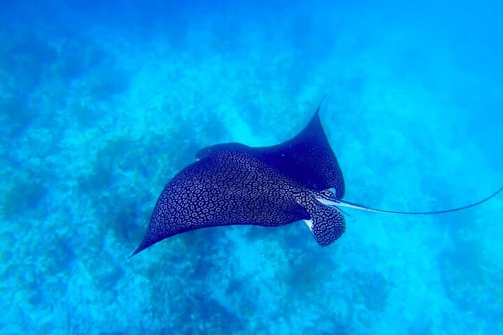 Discover the Vibrant Reefs of Key West: A Snorkeling Adventure with Salty Paws photo 4