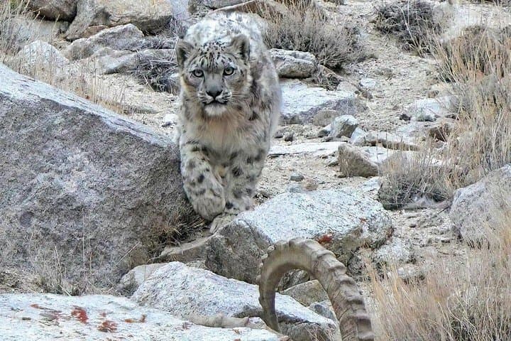 Snow Leopard Trek in Ladakh: 7-Day High-Altitude Wildlife Expedition