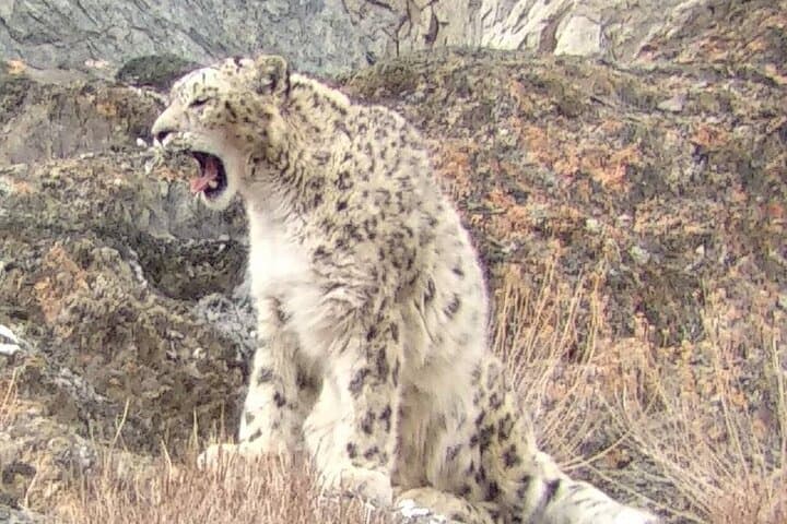 Snow Leopard Trek in Ladakh: 7-Day High-Altitude Wildlife Expedition photo 2