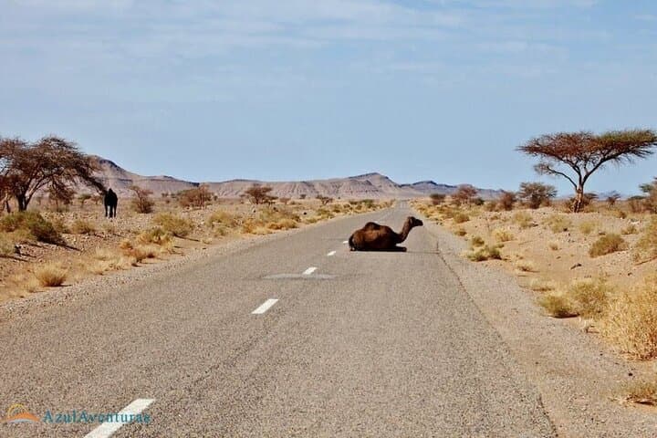 Sahara Escape: Private Marrakech to Erg Chebbi Camel Trek and Desert Camp