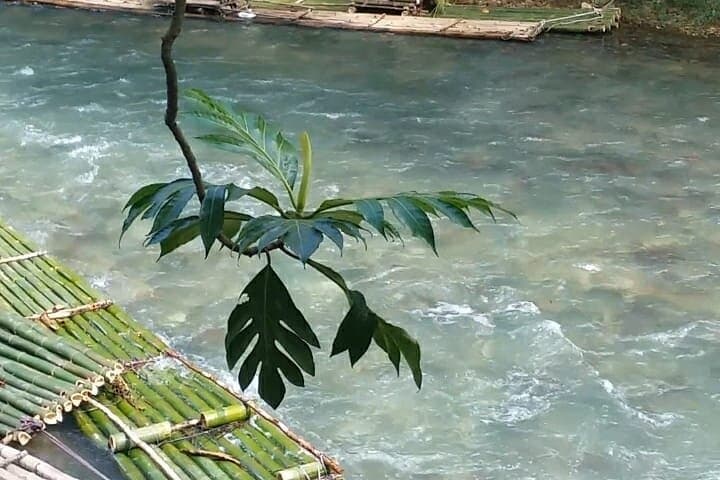 Rocklands Bird Sanctuary & Lethe Bamboo Rafting — Half-Day from Montego Bay photo 5