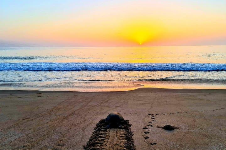 Wadi Shab to Ras Al Hadd: Overnight Turtle-Watching & Sur Dhow-Factory Tour photo 3