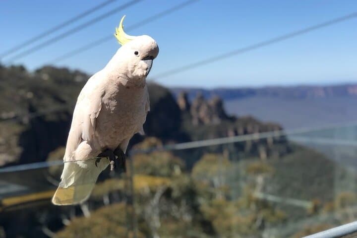 Blue Mountains Supreme Private Charter — Scenic World, Featherdale Wildlife & Three Sisters photo 2