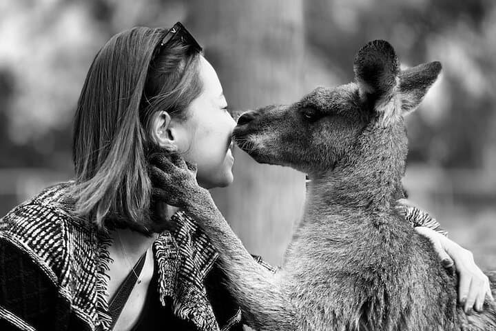 Blue Mountains Supreme Private Charter — Scenic World, Featherdale Wildlife & Three Sisters photo 4