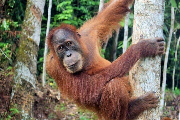 Bukit Lawang Orangutan Trek: 3-Day Medan to Jungle Escape