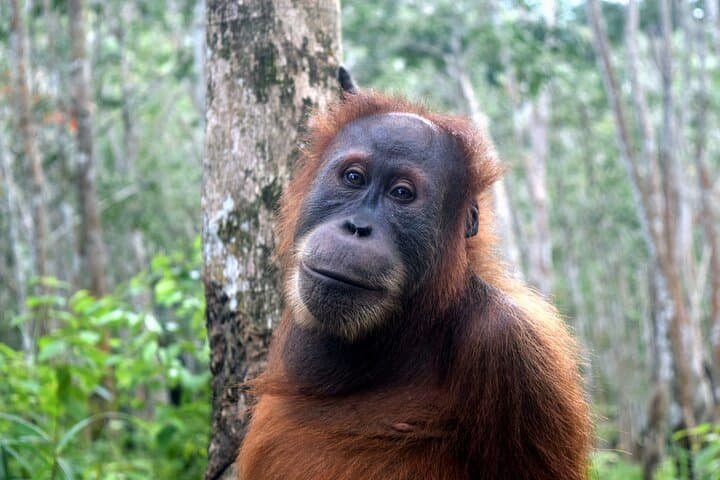 Bukit Lawang Orangutan Trek: 3-Day Medan to Jungle Escape photo 2