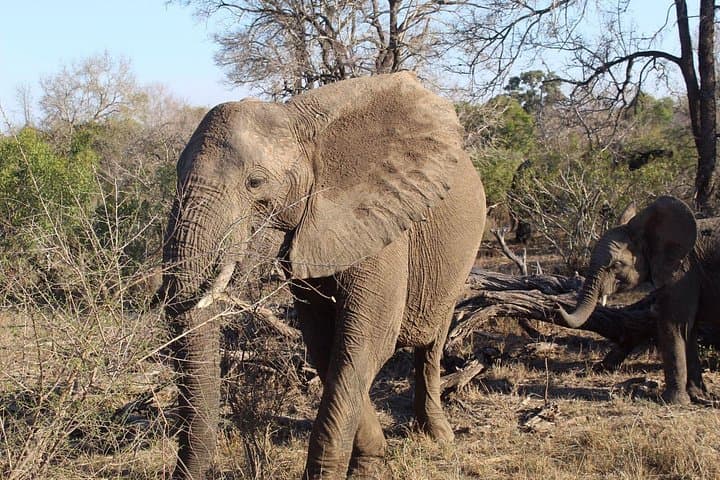 5-Day Kruger Safari: Budget Lodges, Camp Nights & Panorama Route photo 5