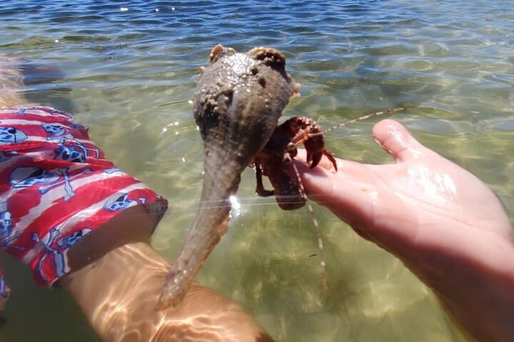 Full-Day Sand Bar Boat Tour from Englewood to Boca Grande photo 4