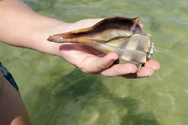 Full-Day Sand Bar Boat Tour from Englewood to Boca Grande photo 6