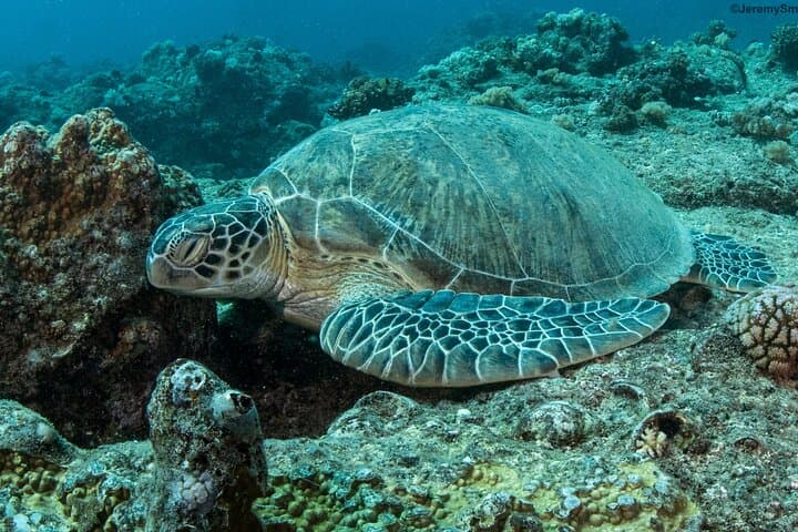 Discover Scuba Diving in Mauritius — Introductory Reef Dives & Dolphin Encounters photo 2