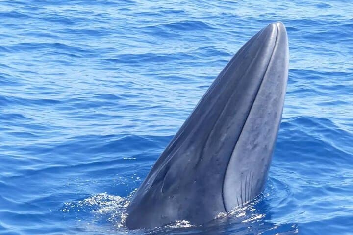3-Hour Private Sail from Los Gigantes to Watch Whales and Snorkel photo 5