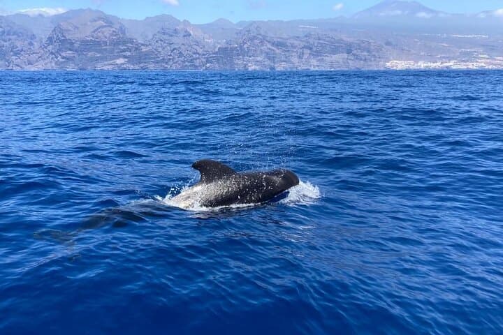 3-Hour Private Sail from Los Gigantes to Watch Whales and Snorkel photo 6