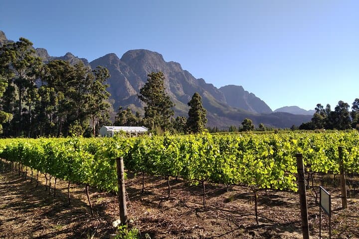 Private Wine Experience Around Stellenbosch: Finest Vineyards & Boutique Estates