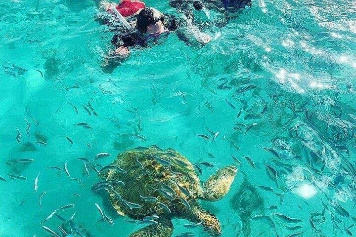 Snorkeling with Giant Turtles and Beach Hopping in Northern Mauritius
