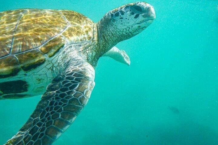 Snorkeling with Giant Turtles and Beach Hopping in Northern Mauritius photo 3