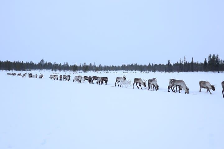 Become a Reindeer Herder: Full-Day Sámi Reindeer Experience near Kiruna photo 2