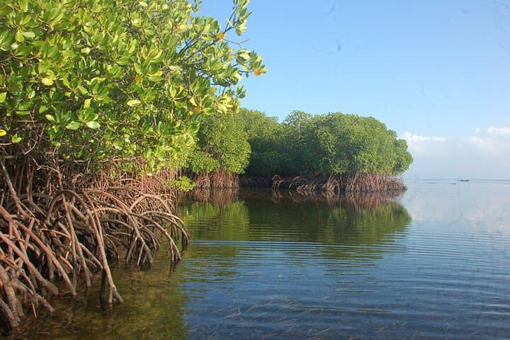 Lembongan Island Day Trip: Snorkeling, Mangrove Tour & Devil's Tears photo 3