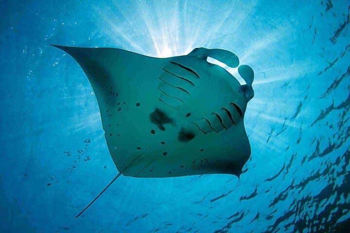Lembongan Island Day Trip: Snorkeling, Mangrove Tour & Devil's Tears photo 6
