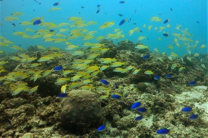 Discover Scuba Diving in Mauritius — Introductory Reef Dives & Dolphin Encounters photo 5