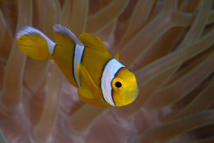 Discover Scuba Diving in Mauritius — Introductory Reef Dives & Dolphin Encounters photo 6