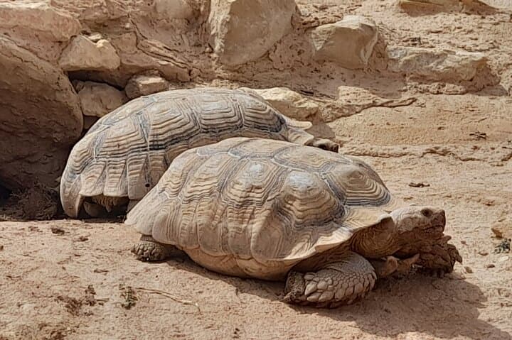 Agadir Crocoparc Half-Day Tour: Crocodiles, Botanical Gardens & Local Guide photo 3