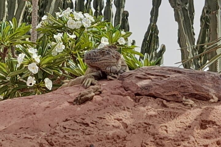 Agadir Crocoparc Half-Day Tour: Crocodiles, Botanical Gardens & Local Guide photo 4