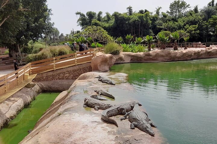 Agadir Crocoparc Half-Day Tour: Crocodiles, Botanical Gardens & Local Guide