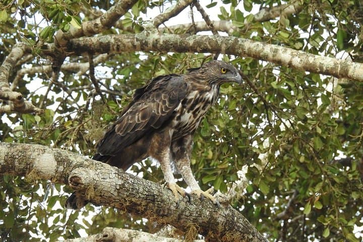 Yala National Park One-Day Jeep Safari from South Coast — See Leopards & Elephants photo 3