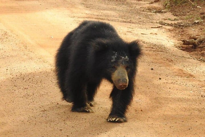 Yala National Park One-Day Jeep Safari from South Coast — See Leopards & Elephants photo 1