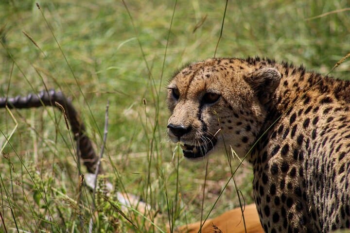 3-Day Maasai Mara Safari at Mara Serena Lodge: Mara Triangle Big Five Experience photo 4