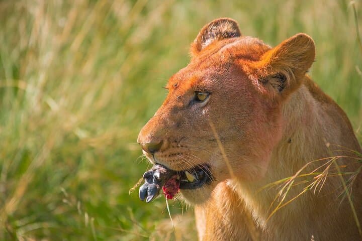 3-Day Maasai Mara Safari at Mara Serena Lodge: Mara Triangle Big Five Experience photo 5