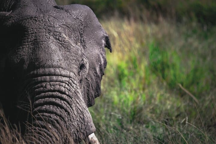 3-Day Maasai Mara Safari at Mara Serena Lodge: Mara Triangle Big Five Experience photo 6
