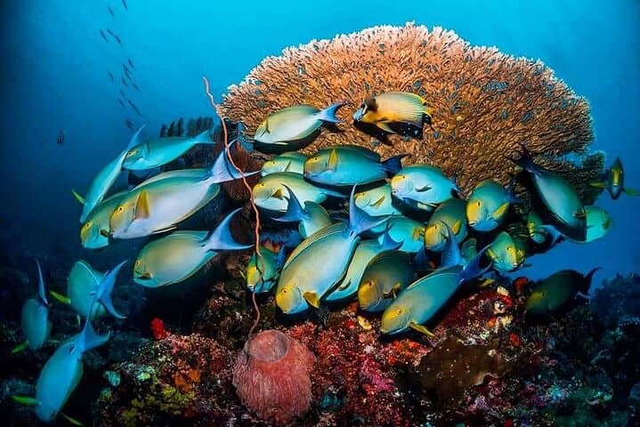 Zanzibar Blue Lagoon Snorkel, Starfish Point & The Rock — Full-Day Combo photo 5