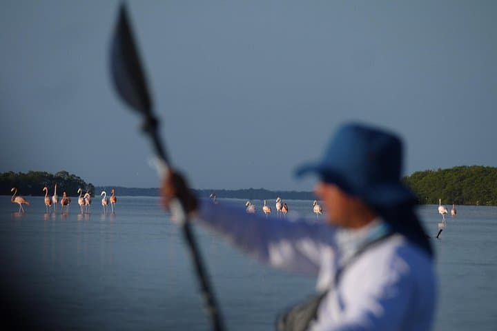 Kayak the Mangroves of Isla Holbox: Guided Wildlife & Canal Expedition photo 3