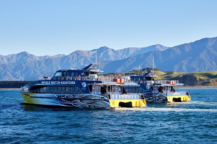 Kaikoura Whale Watching by Boat — Sperm Whales & Marine Wildlife Tours photo 3