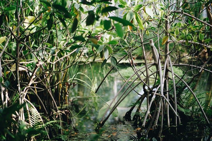 Sunrise Hike & Mangrove Kayak: Din Daeng Doi Morning Adventure in Krabi photo 6