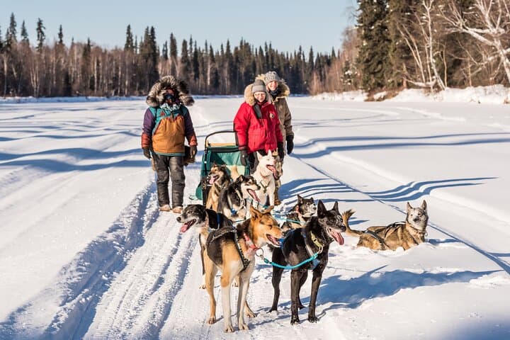 Private Dog Sledding on the Yukon Quest Trail near Fairbanks photo 4
