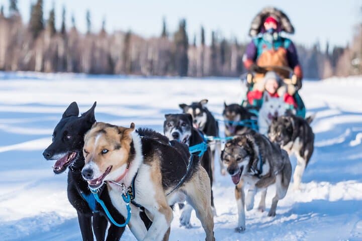 Private Dog Sledding on the Yukon Quest Trail near Fairbanks