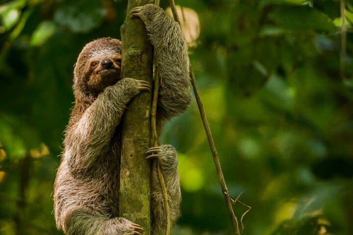Day Trip to Manuel Antonio National Park from San José — Beaches, Rainforest Trails & Wildlife photo 2