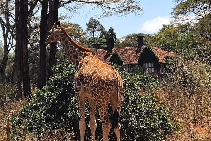 Giraffe Centre Nairobi: Close Encounters with Rothschild Giraffes photo 3