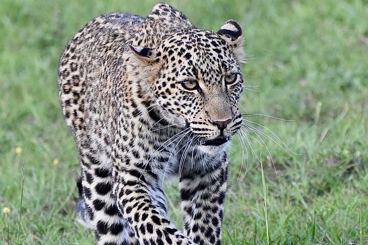 3-Day Masai Mara Luxury Safari: Private Game Drives & Lodge Stay
