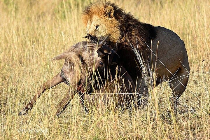 3-Day Masai Mara Luxury Safari: Private Game Drives & Lodge Stay photo 2