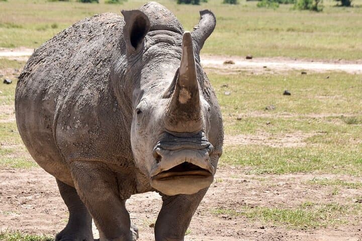 3-Day Masai Mara Luxury Safari: Private Game Drives & Lodge Stay photo 3
