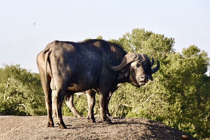 3-Day Masai Mara Luxury Safari: Private Game Drives & Lodge Stay photo 4
