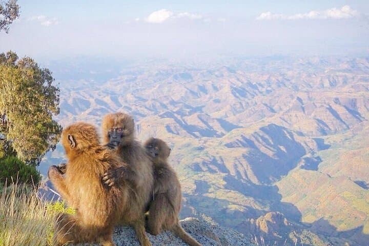 10-Day Simien Mountains Trek to Ras Dashen via Adi Arkay — Summit Ethiopia's Highest Peak