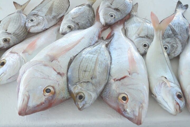 Bottom Fishing Off Quarteira: Vilamoura Marina Half-Day Charter photo 3