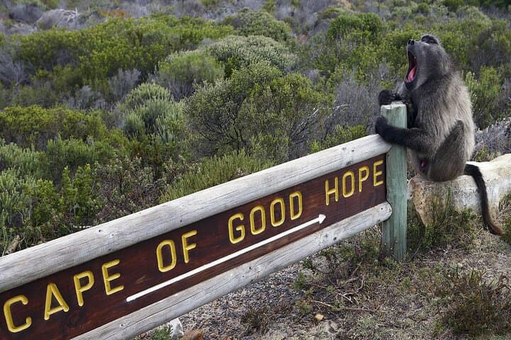 Cape of Good Hope Day Tour from Cape Town: Chapman’s Peak, Seal Cruises & Boulders Penguins photo 2