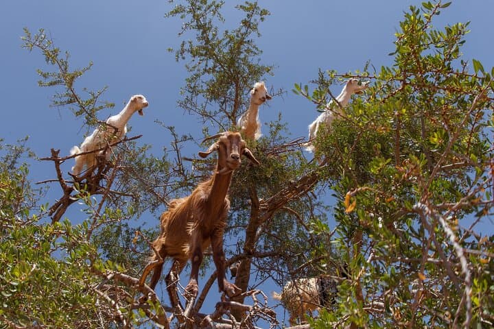 Day Trip from Agadir to Taroudant & Tiout: Oasis, Kasbahs and Palm Groves photo 5